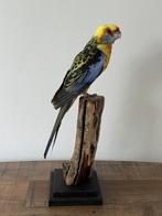 Pennantrosella en peluche - Wildernis Atelier, Collections, Collections Animaux, Enlèvement ou Envoi, Neuf, Oiseaux, Animal empaillé