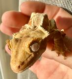 Interesse in een WIMPERGEKKO?, Animaux & Accessoires