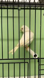 Kanarie man wit dominant 2025, Mâle, Canari de couleur