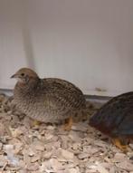 Te koop : Chinese dwergkwartels 2025, Dieren en Toebehoren, Vogels | Overige Vogels