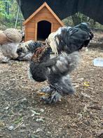 Zeer mooie brahma haan, Dieren en Toebehoren, Pluimvee