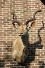 Opgezette hele grote kop afrikaanse Kudu, Ophalen, Gebruikt, Wild dier, Gewei of Kop