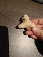 Otodus tand - 55 miljoen jaar oud - fossiele haai, Verzamelen, Mineralen en Fossielen, Ophalen of Verzenden