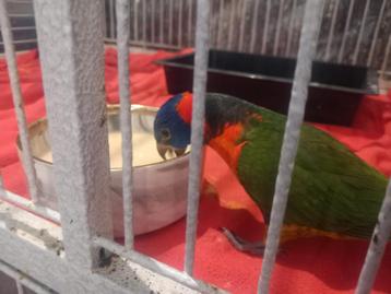 Roodneklori  beschikbaar voor biedingen