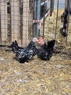 Chabo zwart wit gepareld, Meerdere dieren, Kip