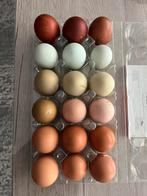 Oeufs frais, Diversen, Levensmiddelen, Ophalen of Verzenden