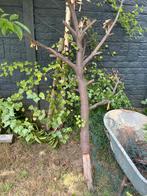 4 boomstammen gratis af te halen!, Tuin en Terras, Brandhout, Ophalen, Stammen