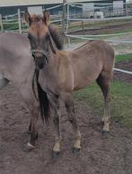 4 maanden oud hengst veulen konik X fries, Dieren en Toebehoren, Hengst