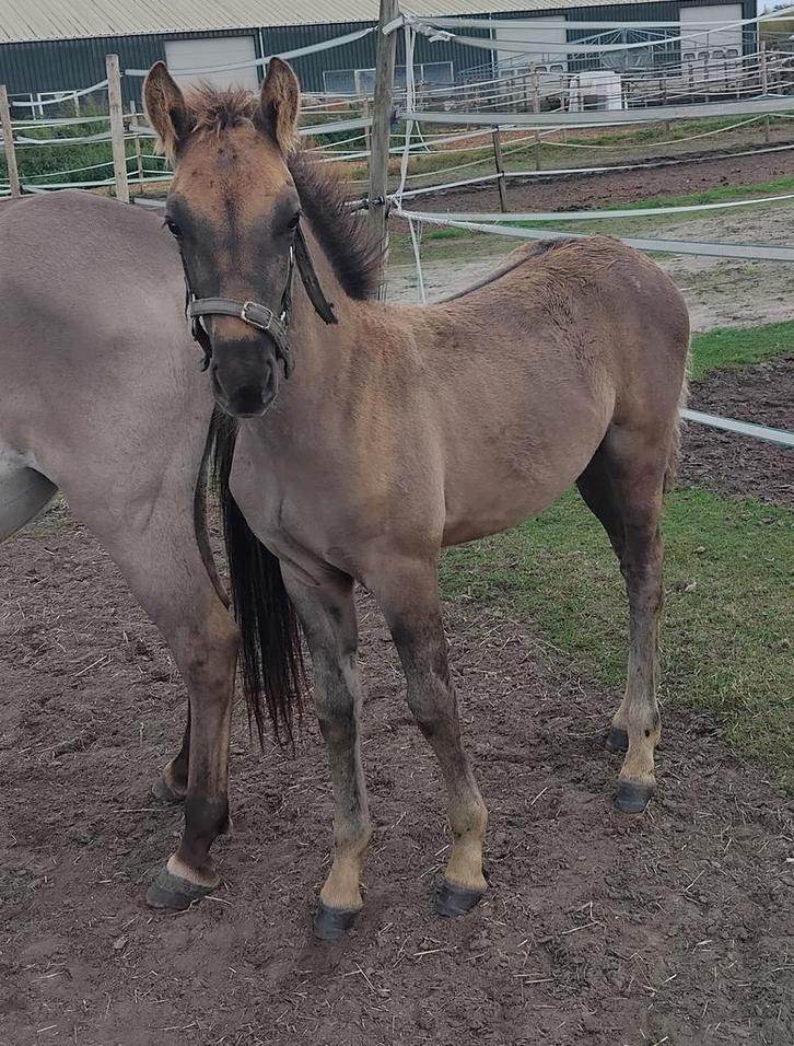 4 maanden oud hengst veulen konik X fries, Dieren en Toebehoren, Pony's, Hengst
