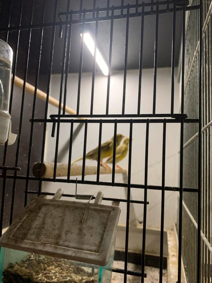 Jonge en overjaarse Raza kanaries, Dieren en Toebehoren, Vogels | Kanaries