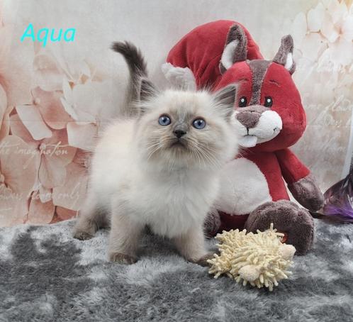 Ragdoll-kittens met Stamboom, Animaux & Accessoires, Chats & Chatons | Chats de race | Poil long, Plusieurs animaux, 0 à 2 ans