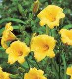 Hémérocalle stella de oro - pot 19 cm, Ophalen, Zomer, Vaste plant, Volle zon