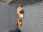 Cavia's, Dieren en Toebehoren, Knaagdieren, September, Cavia