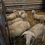 Schapen rammen bokken te koop, Ophalen of Verzenden, Zo goed als nieuw