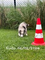 Border collie reu met stamboom, Parvovirose, Un chien, Belgique, 8 à 15 semaines