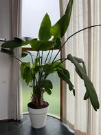 Strelitzia Nicolai XL, Autres espèces, Ombre complète, En pot, Enlèvement