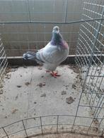 Texaan duiven, Dieren en Toebehoren