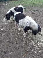 ponys, Dieren en Toebehoren, Pony's