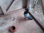 Unieke kweker voor afstammelingen zware halve fond en fond, Dieren en Toebehoren, Vogels | Duiven