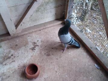 Unieke kweker voor afstammelingen zware halve fond en fond  beschikbaar voor biedingen