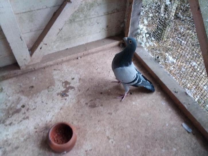 Unieke kweker voor afstammelingen zware halve fond en fond, Dieren en Toebehoren, Vogels | Duiven
