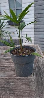 palmboom trachycarpus fortunei, Jardin & Terrasse, Plantes | Arbres, En pot, Enlèvement, Palmier, Moins de 100 cm