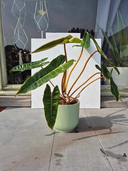 Philodendron 'Billietiae', Huis en Inrichting, Kamerplanten, Overige soorten, Minder dan 100 cm, Groene kamerplant, Halfschaduw