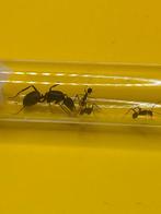 Camponotus Cruentatus mieren koningin met 1-5 werksters, Dieren en Toebehoren, Insecten en Spinnen, Mieren