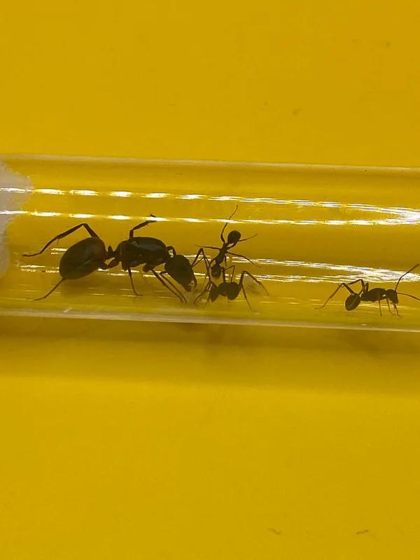 Camponotus Cruentatus mieren koningin met 1-5 werksters, Dieren en Toebehoren, Insecten en Spinnen, Mieren