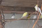 raza espanola canary, Dieren en Toebehoren, Vogels | Kanaries, Meerdere dieren, Zangkanarie