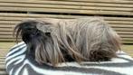 Cavia, Peruaanse zwarte mannelijke cavia, Ophalen