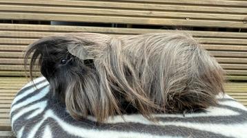 Cavia, Cobaye Mâle Péruvien noir, Enlèvement