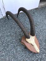 Gewei sabelantilope, Verzamelen, Ophalen, Gebruikt, Schedel