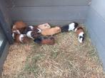 Jonge cavia zeugjes en beertjes, Dieren en Toebehoren, Knaagdieren, Cavia, Juli, Meerdere dieren, Tam