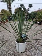 Yucca Rostrata- Winterharde palmlelie, Enlèvement