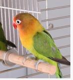 Ik ben op zoek maar baby's klaar om pap te geven, Dieren en Toebehoren, Vogels | Parkieten en Papegaaien