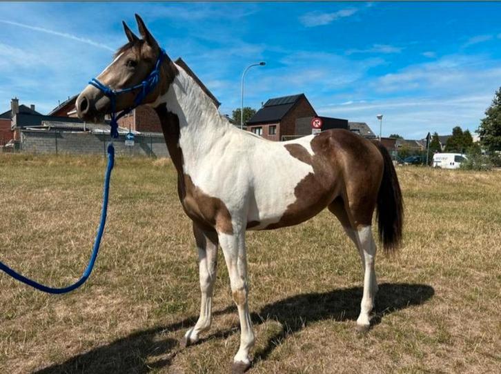 Jaarling quarter merrie, Dieren en Toebehoren, Paarden, Merrie, Minder dan 160 cm, 0 tot 2 jaar, Gechipt, Ontwormd, Ingeënt
