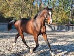 Etalon z, Dieren en Toebehoren, Paarden en Pony's | Dekhengsten en Fokmerries, Hengst