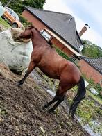 Quarter ruin, Dieren en Toebehoren, Paarden, Minder dan 160 cm, Gechipt, Ruin, 3 tot 6 jaar