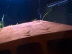 Crevettes aquarium eau douce declassées, Dieren en Toebehoren, Vissen | Aquariumvissen, Kreeft, Krab of Garnaal, Zoetwatervis