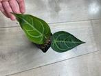 Anthurium Magnificum X, Huis en Inrichting, Kamerplanten, Ophalen of Verzenden