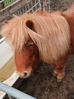 Schetlander ponny’s, Dieren en Toebehoren, Ophalen of Verzenden