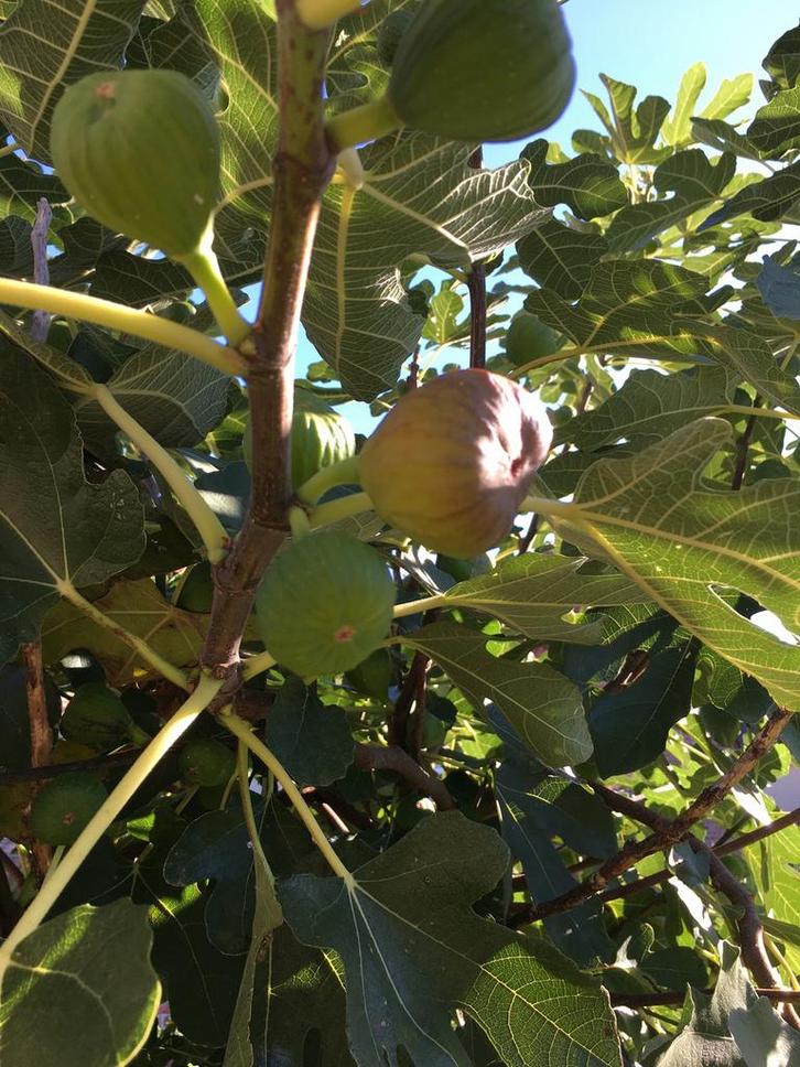 Vijgenboom scheuten Brown Turkey, Tuin en Terras, Planten | Fruitbomen, Vijgenboom, In pot, Ophalen