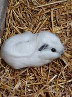 California cavia wit jong beertje (mannetje), Dieren en Toebehoren, Knaagdieren, Cavia, Mannelijk, Tam, Oktober
