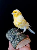 Opgezette kanarie, Verzamelen, Ophalen of Verzenden, Nieuw, Vogel, Opgezet dier
