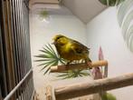 Kanarie man 2024, Dieren en Toebehoren, Vogels | Kanaries, Mannelijk, Kleurkanarie