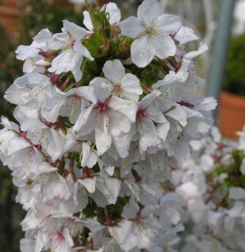Prunus mikinori+brillant-sierkers-eetbare vruchten-KOOPJES!!, Tuin en Terras, Planten | Tuinplanten, Ophalen