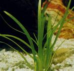 Plante aquarium, Animaux & Accessoires, Poissons | Poissons d'aquarium