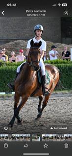 Merrie, recreatief, fokmerrie, draagmerrie., Dieren en Toebehoren, Paarden, Merrie, Z, 170 tot 175 cm, 11 jaar of ouder