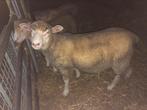 Poll dorset ooitjes, Dieren en Toebehoren, Vrouwelijk, Schaap, 0 tot 2 jaar